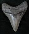 Fossil Megalodon Tooth #13507-1
